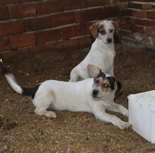 SAMMY, Hund, Mischlingshund in Warder - Bild 6