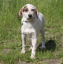 LILLI, Hund, Mischlingshund in Warder - Bild 1