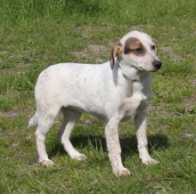 LILLI, Hund, Mischlingshund in Warder - Bild 2
