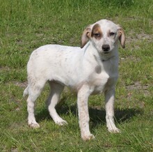 LILLI, Hund, Mischlingshund in Warder - Bild 3