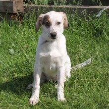 LILLI, Hund, Mischlingshund in Warder - Bild 4