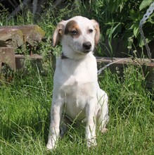 LILLI, Hund, Mischlingshund in Warder - Bild 5