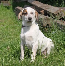 LILLI, Hund, Mischlingshund in Warder - Bild 6