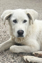 BEN, Hund, Mischlingshund in Italien - Bild 1