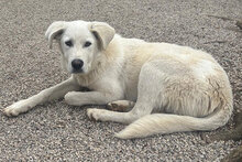 BEN, Hund, Mischlingshund in Italien - Bild 2