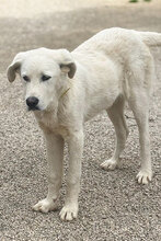 BEN, Hund, Mischlingshund in Italien - Bild 3