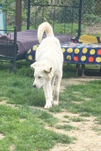 BEN, Hund, Mischlingshund in Italien - Bild 4