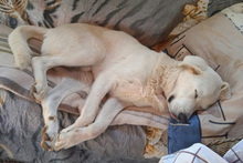 BEN, Hund, Mischlingshund in Italien - Bild 6