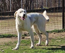 JULIE, Hund, Mischlingshund in Griechenland - Bild 1