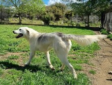 JULIE, Hund, Mischlingshund in Griechenland - Bild 2