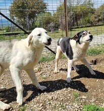 JULIE, Hund, Mischlingshund in Griechenland - Bild 3