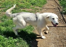 JULIE, Hund, Mischlingshund in Griechenland - Bild 4