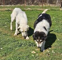 JULIE, Hund, Mischlingshund in Griechenland - Bild 6