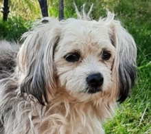 MICKY, Hund, Mischlingshund in Ungarn - Bild 1