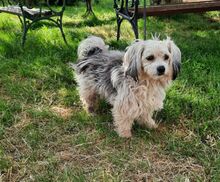 MICKY, Hund, Mischlingshund in Ungarn - Bild 2