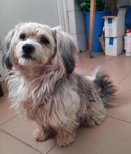 MICKY, Hund, Mischlingshund in Ungarn - Bild 3