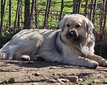 BEAR, Hund, Mischlingshund in Griechenland - Bild 1