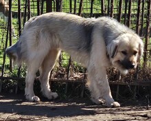 BEAR, Hund, Mischlingshund in Griechenland - Bild 2