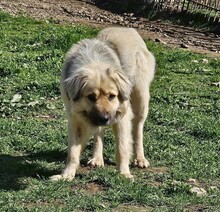 BEAR, Hund, Mischlingshund in Griechenland - Bild 3