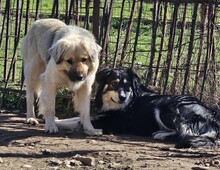 BEAR, Hund, Mischlingshund in Griechenland - Bild 4
