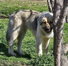 BEAR, Hund, Mischlingshund in Griechenland - Bild 5