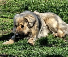BEAR, Hund, Mischlingshund in Griechenland - Bild 6