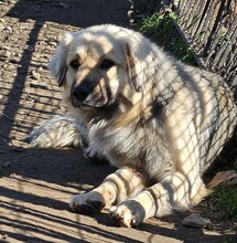 BEAR, Hund, Mischlingshund in Griechenland - Bild 7