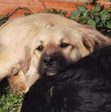 BEAR, Hund, Mischlingshund in Griechenland - Bild 8