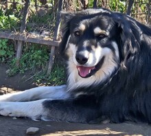 ARTOIS, Hund, Mischlingshund in Griechenland - Bild 1