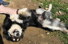 ARTOIS, Hund, Mischlingshund in Griechenland - Bild 2