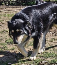 ARTOIS, Hund, Mischlingshund in Griechenland - Bild 3