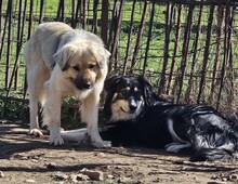 ARTOIS, Hund, Mischlingshund in Griechenland - Bild 4