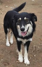 ARTOIS, Hund, Mischlingshund in Griechenland - Bild 5