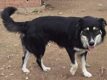 ARTOIS, Hund, Mischlingshund in Griechenland - Bild 6