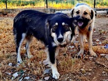 ARTOIS, Hund, Mischlingshund in Griechenland - Bild 7