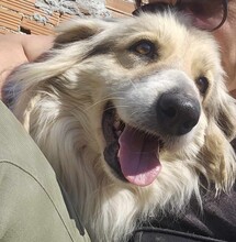 STELLA, Hund, Mischlingshund in Griechenland - Bild 2