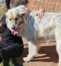 STELLA, Hund, Mischlingshund in Griechenland - Bild 3