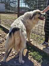 STELLA, Hund, Mischlingshund in Griechenland - Bild 4