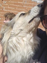 STELLA, Hund, Mischlingshund in Griechenland - Bild 5