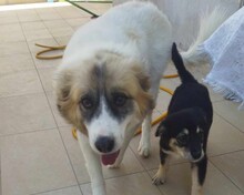 STELLA, Hund, Mischlingshund in Griechenland - Bild 7