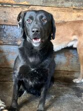 BILLIE, Hund, Mischlingshund in Rumänien - Bild 1