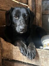 BILLIE, Hund, Mischlingshund in Rumänien - Bild 2