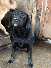 BILLIE, Hund, Mischlingshund in Rumänien - Bild 4