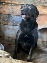 BILLIE, Hund, Mischlingshund in Rumänien - Bild 5