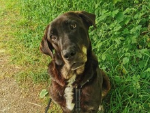 ZOE, Hund, Mischlingshund in Saarbrücken - Bild 1