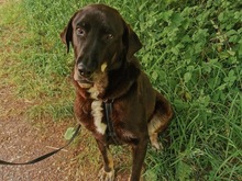 ZOE, Hund, Mischlingshund in Saarbrücken - Bild 2