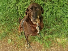 ZOE, Hund, Mischlingshund in Saarbrücken - Bild 3