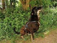 ZOE, Hund, Mischlingshund in Saarbrücken - Bild 4