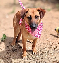 AXANA, Hund, Mischlingshund in Spanien - Bild 1