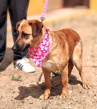 AXANA, Hund, Mischlingshund in Spanien - Bild 2